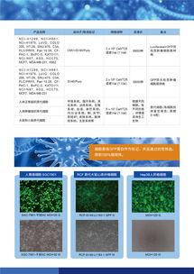 病毒包裝相關試劑盒及一站式服務 為科研保駕護航